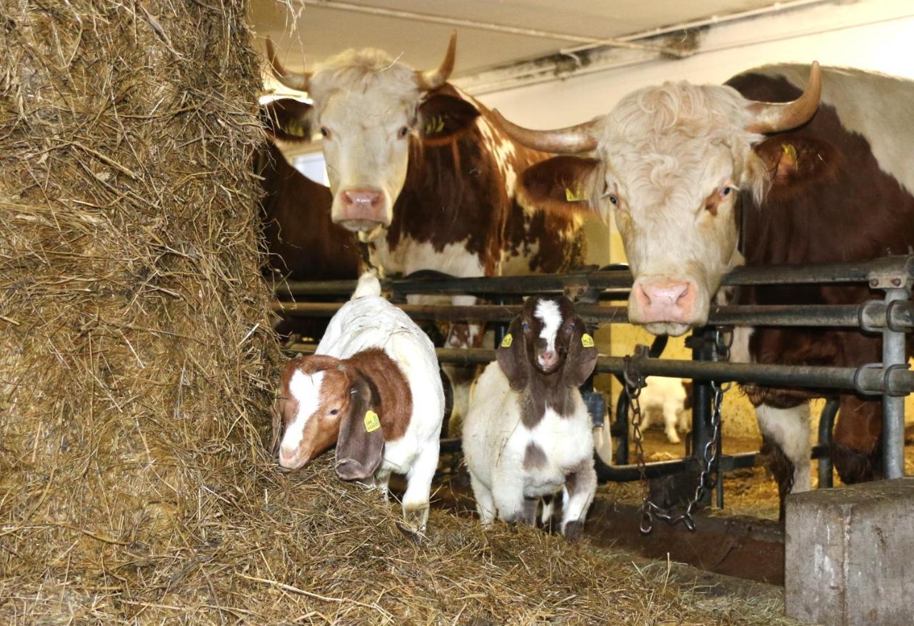 Hof Zur Steinwaend * Micheldorf in Oberösterreich